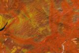 Colorful Petrified Wood (Araucarioxylon) Section - Arizona #133225-1